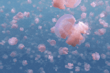 水母 海底世界 深海理绘 粉色控