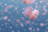 水母 海底世界 深海理绘 粉色控