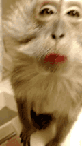 猴子 口红 害羞 舔嘴巴 二货 哈哈