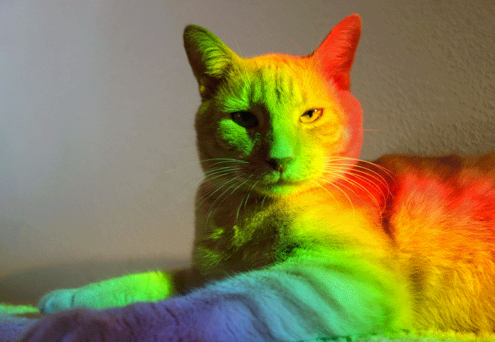 猫  彩虹漂亮 美丽极了