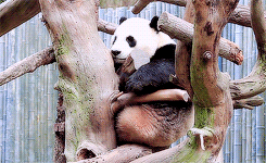 熊 动物 熊猫 懒惰的 动物 熊猫熊 冷 大熊猫