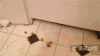 搞笑   爆笑  狗狗   舌头