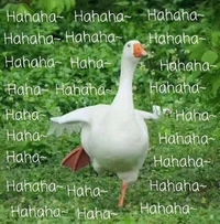 大鹅 搞笑 飞奔 哈哈哈