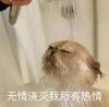 萌宠 喵星人 无情浇灭我所有热情 心如死灰 委屈 憨憨