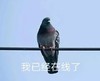动物 鸽子 我已经在线了 马上到 搞怪 逗