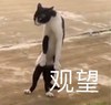 萌宠 喵星人 观望 我来看看 憨憨 可爱