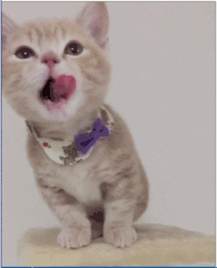 猫咪 可爱 喵星人 领巾