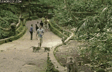 行走 动物园 猴子 可爱