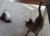 喵星人 搞笑 猫咪 萌宠 猫