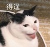 萌宠 猫星人 得逞 哈哈哈 呆萌 可爱