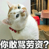 猫 劳资 生气 可爱 呆萌