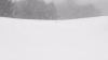 雪地 下雪 白色 狗狗