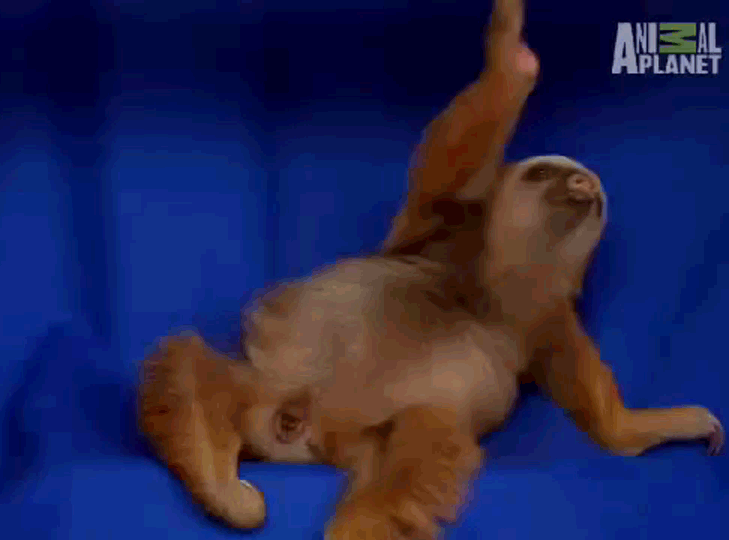 树懒 sloth 搞笑 懒惰