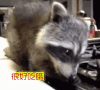 萌宠 小浣熊 很好吃哦