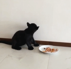 猫咪 吃东西 黑色 盘子
