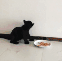 猫咪 吃东西 黑色 盘子