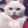 萌宠 猫星人 来啊 邀请 搞怪 逗