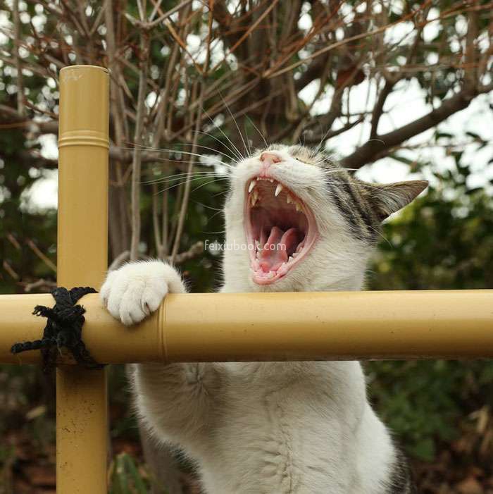 猫咪 张牙舞爪 百变表情 搞笑