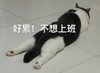 萌宠 猫星人 好累 不想上班 呆萌 可爱