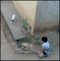 狗狗 男孩 搞笑 可笑