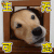 萌宠 狗 狗狗 伤心 生无可恋 soogif soogif出品