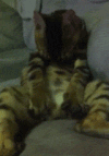 猫 发情 踩奶 可爱