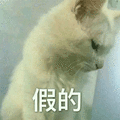 猫 假的