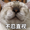 不忍直视 拒绝 猫 可爱 呆萌