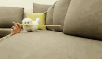 猫 可爱 萌宠