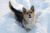 狗狗 摇尾巴 雪地 开心
