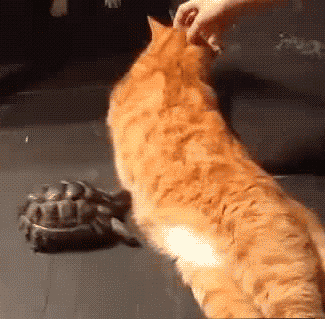 乌龟 猫咪 搞笑 邪恶