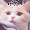 猫咪 可爱猫 ？？？ 搞怪 逗