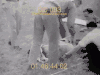 绵羊 残忍 发射 sheep