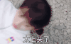 满满喜欢你 搞笑 动态图 电视剧 文字表情包