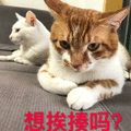 挨揍 猫 生气