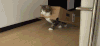 喵星人 可爱 搞笑 猫咪