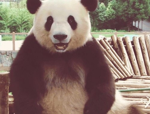 熊猫 卖萌 天然呆 动物 panda