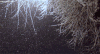 树 trees nature 下雪