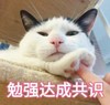 萌宠 猫星人 勉强达成共识 达成共识 呆萌 可爱