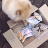 萌宠 汪星人 零食 吃货 搞怪 逗