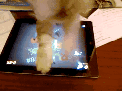 猫咪 平板电脑 玩游戏 切水果