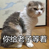 猫咪 老子 搞笑 斗图