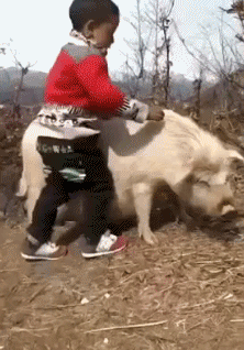 萌娃  骑猪  奔跑  再见