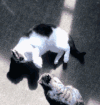 小猫 安静 拼了