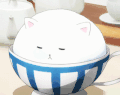 小猫 睡觉 可爱 萌萌哒 胖乎乎
