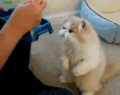 小猫 吃东西 呆萌 可爱