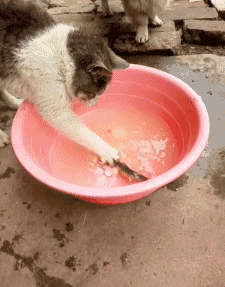猫咪 抓泥鳅 水盆 爪子