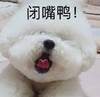 萌宠 汪星人 闭嘴鸭 生气 呆萌 可爱