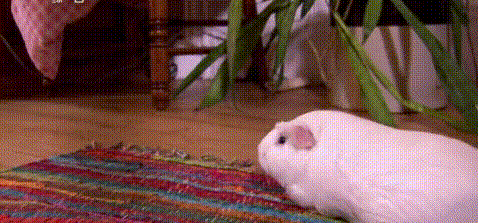仓鼠 地板 毯子 绿叶