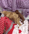 猫咪 喵星人 搞笑 可爱
